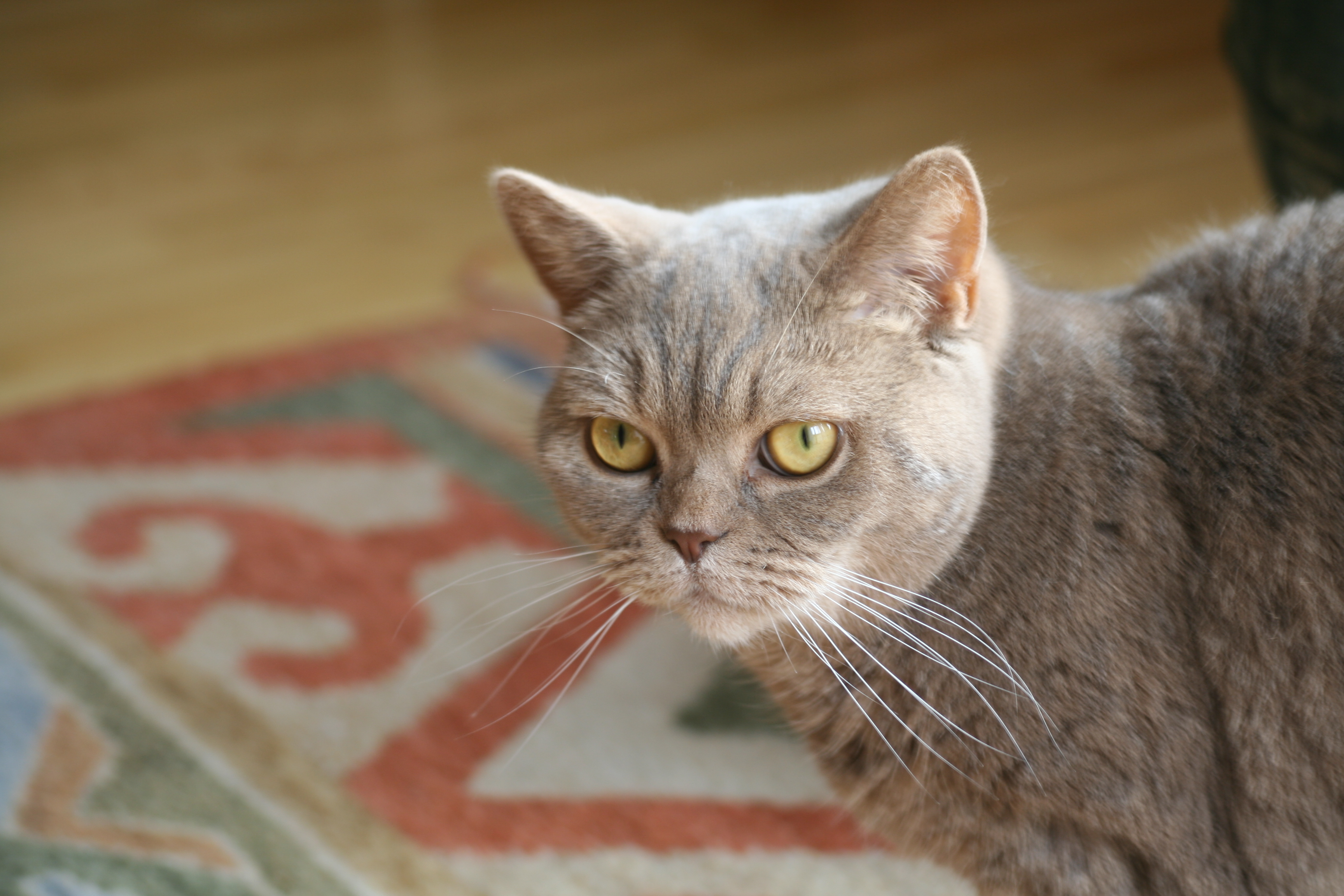 British Shorthair Cats in Castro Valley: What Owners Should Know About Weight, Coat Care, and Long-Term Health