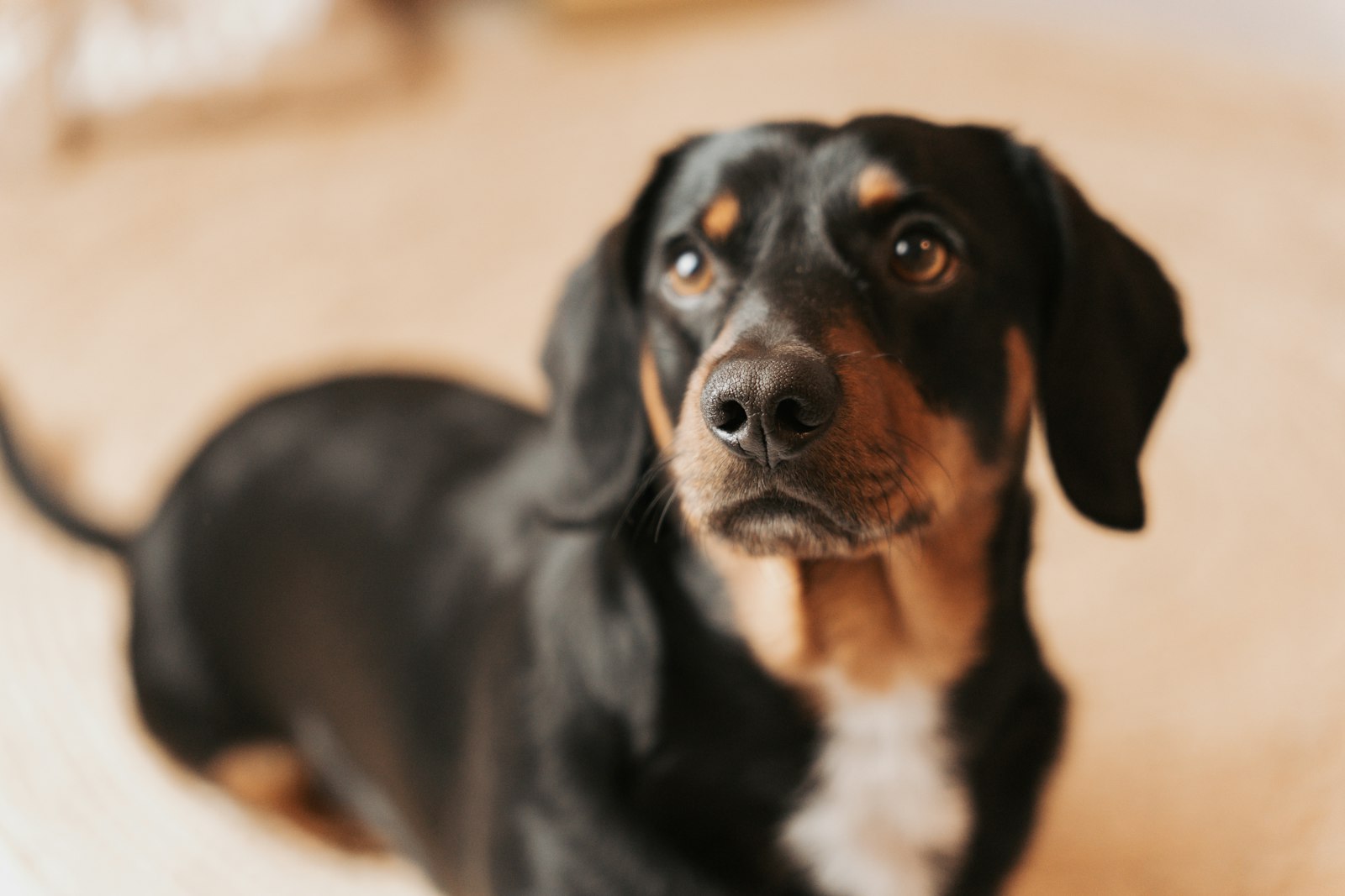 Dachshunds in Castro Valley: What Current and Future Owners Should Know